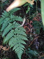 Dryopteris sparsa