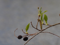 Alnus sieboldiana