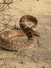 Crotalus ruber