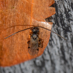 Microgastrinae