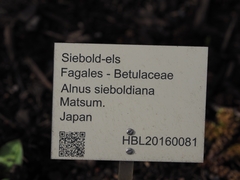 Alnus sieboldiana