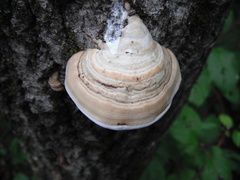 Fomes fomentarius