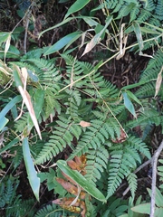 Dryopteris sparsa