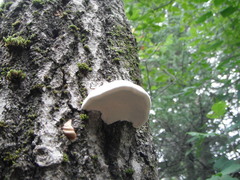 Fomes fomentarius