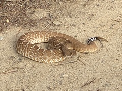 Crotalus ruber