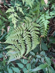 Dryopteris sparsa