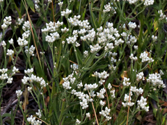 Pseudognaphalium californicum