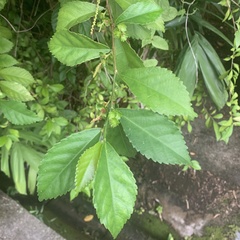 Acalypha siamensis