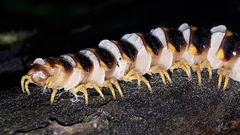 Arthrophaga myriapodina