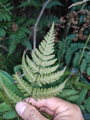 Dryopteris sparsa