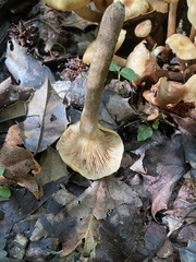 Desarmillaria tabescens