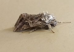 Spodoptera litura