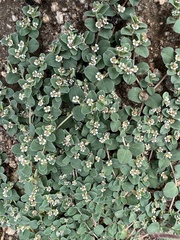 Euphorbia albomarginata