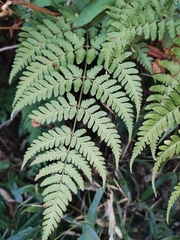 Dryopteris sparsa
