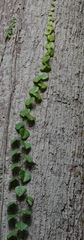 Adenia cordifolia
