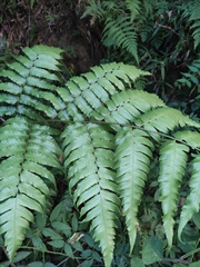 Diplazium esculentum