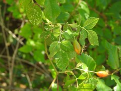 Rosa canina