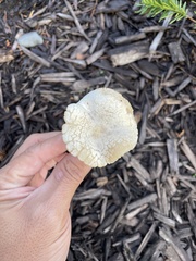 Melanoleuca verrucipes