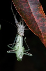 Phaneroptera