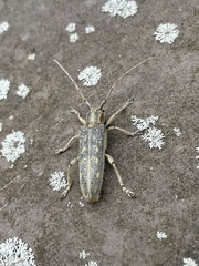 Saperda calcarata
