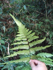 Diplazium esculentum