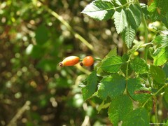 Rosa canina