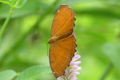 Ariadne ariadne
