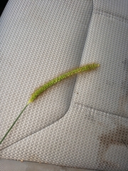 Setaria