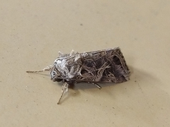 Spodoptera litura