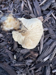 Melanoleuca verrucipes