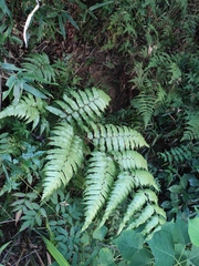 Diplazium esculentum