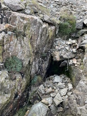 Asplenium septentrionale