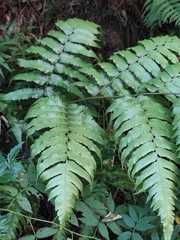 Diplazium esculentum