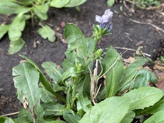 Cichorium intybus