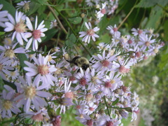 Bombus impatiens