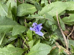Cichorium intybus