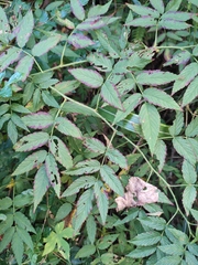 Rubus rosifolius