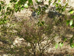 Fraxinus angustifolia