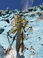 Tropidacris cristata