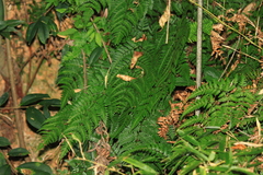 Dryopteris sparsa