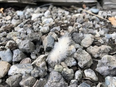 Spilosoma