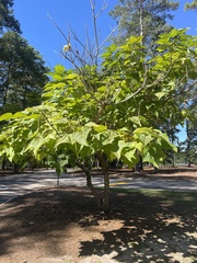 Catalpa bignonioides