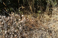 Santolina rosmarinifolia
