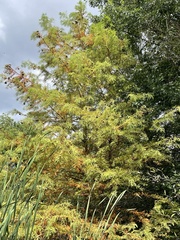 Taxodium
