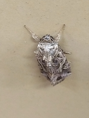 Spodoptera litura
