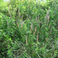 Teucrium canadense