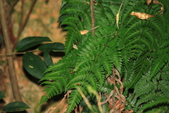 Dryopteris sparsa