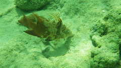 Lachnolaimus maximus