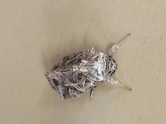 Spodoptera litura