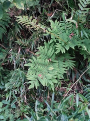 Osmunda japonica